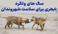 سگ های ولگرد خطری برای سلامت شهروندان